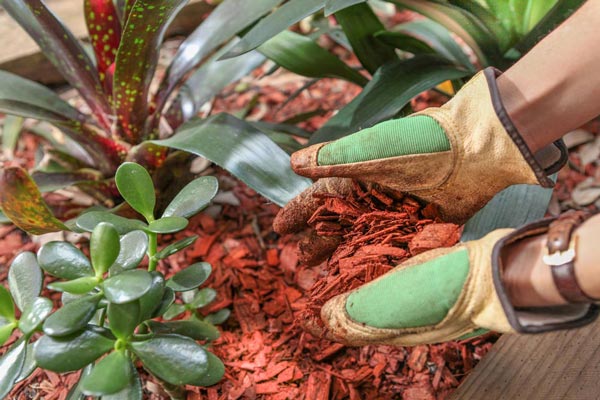 Chitwood Dirt Yard | Rock Hill, SC | landscaper placing mulch around newly planted shrubs in garden