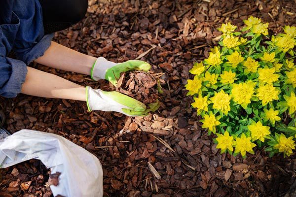Chitwood Dirt Yard | Rock Hill, SC | landscaper placing mulch around newly planted yellow flowers